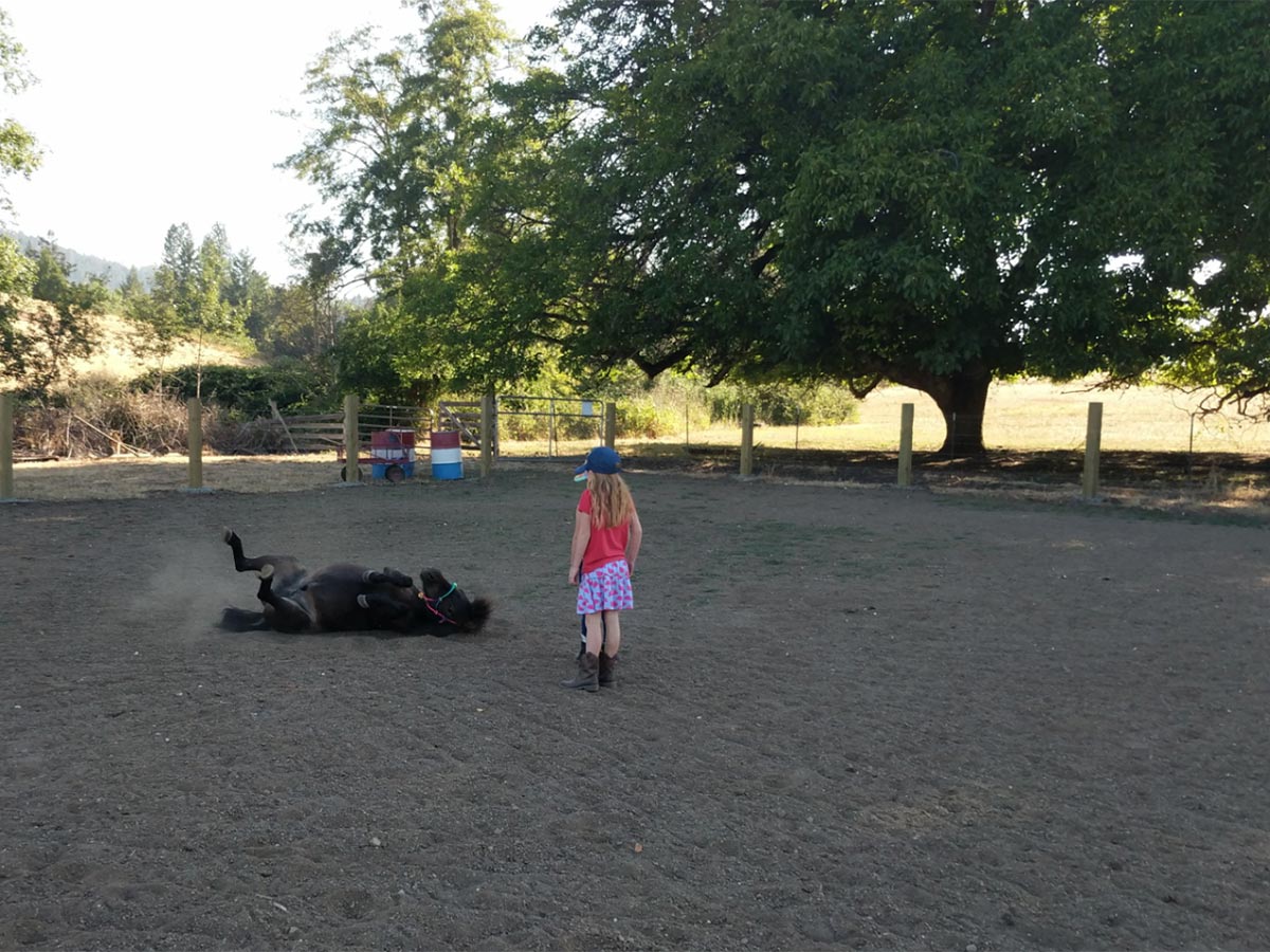 A mini horse rolls in the dirt while a young girl looks on